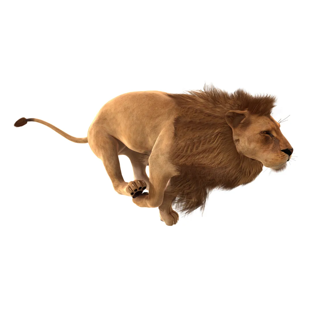 A lion running
